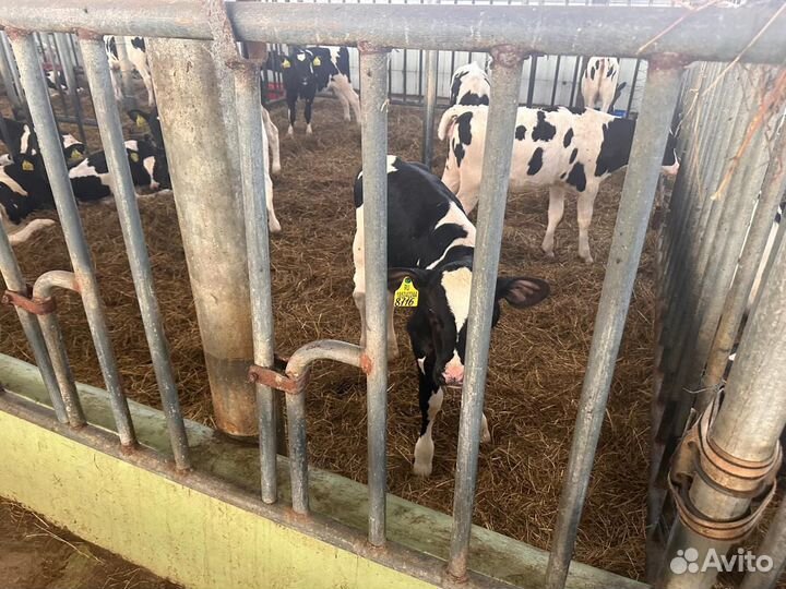 Телята мясного направления