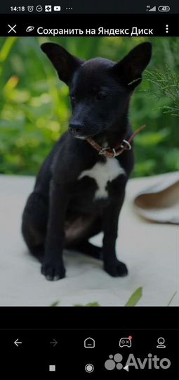 Собаки бесплатно в добрые руки