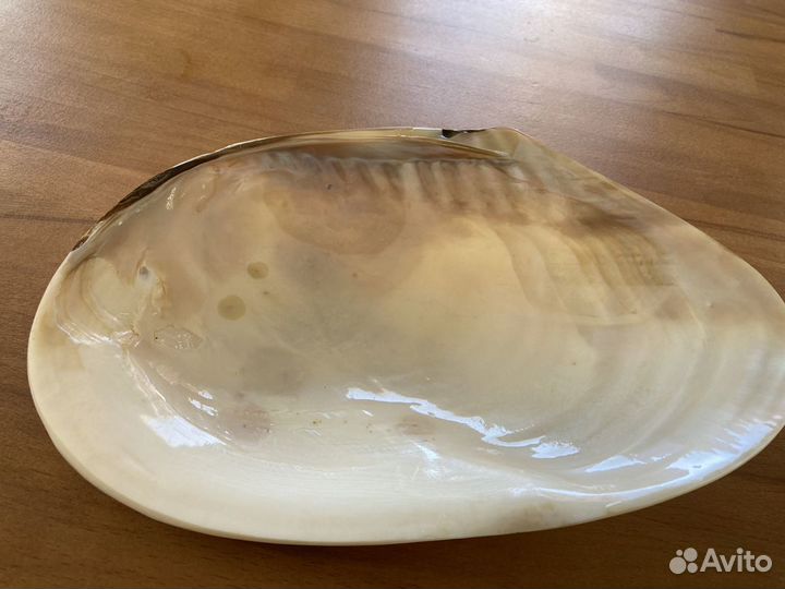 Красивая большая раковина