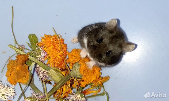 Карликовые хомяки