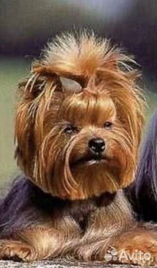 Научу стричь собак мелких пород