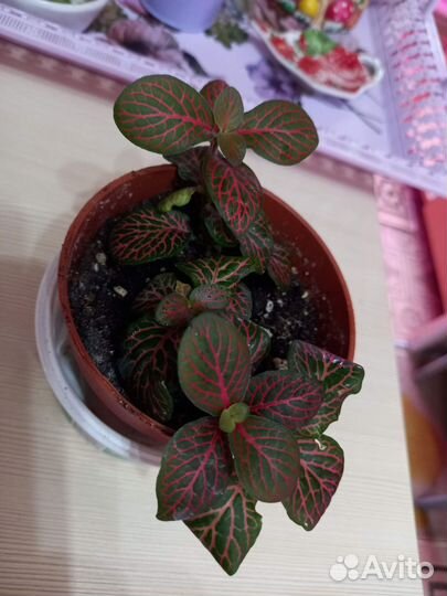 Комнатные цветы