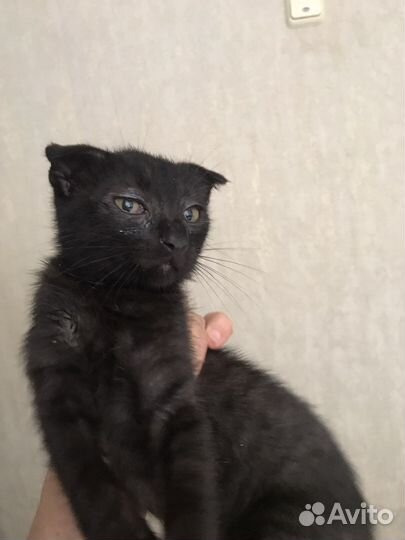 Кошки в дар