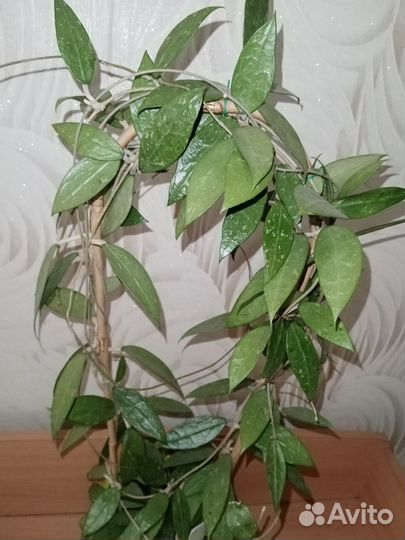 Хойя взрослое растение