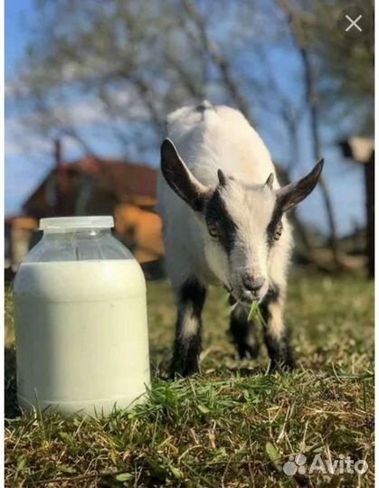 Продам козье молоко