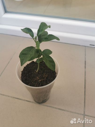 Мандариновое дерево малыши