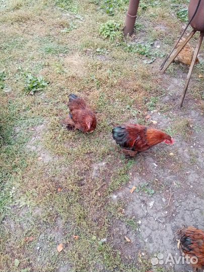 Карликовые кохинхины куры