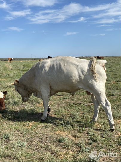 Быки на племя