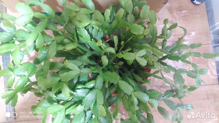 Декабрист, аглаонема