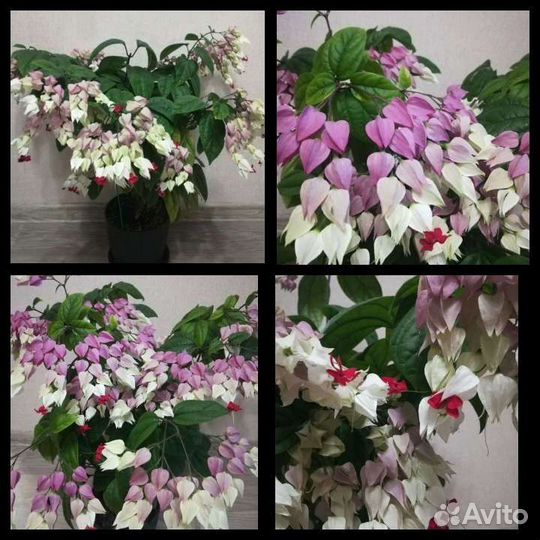 Редкие комнатные растения 2