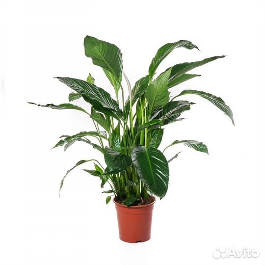 Неприхотливые растения