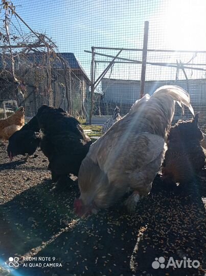 Куры бройлеры