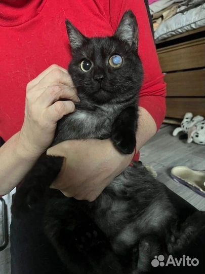 Кот в добрые руки