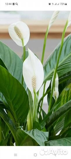 Спатифиллум (женское счастье)