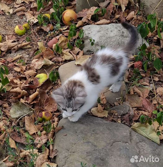 Отдам бесплатно в добрые руки