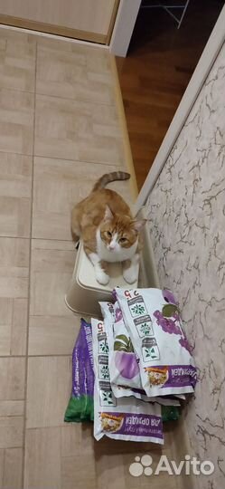 Кот мейн-кун метис