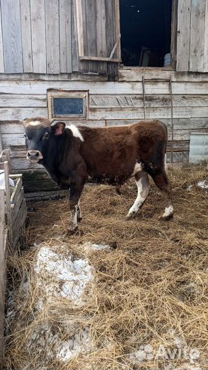 Бык сементал