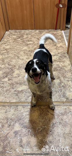 Собака в добрые руки