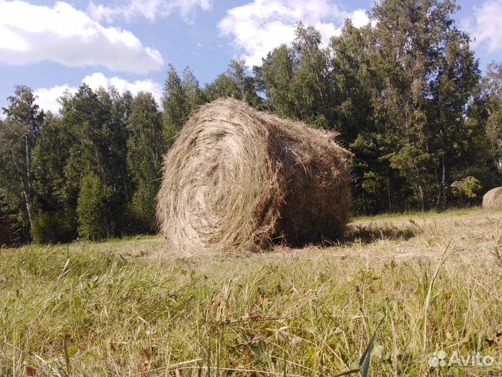 Сено июль 2023, доставка бесплатно