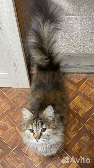 Кошка