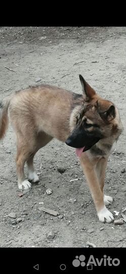 Метис овчарка