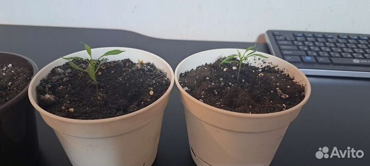 Рассада Candlelight mutant