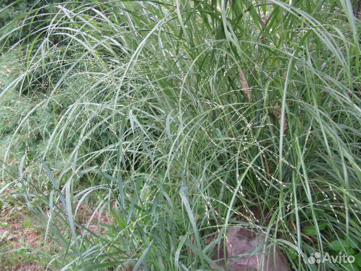 Осоки и злаки, живучки виды, молодило бордо