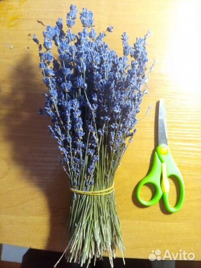 Пучки Крымской лаванды