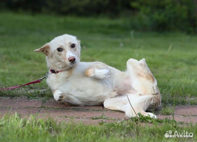 Белочка- собачка без лапок ищет своего человека объявление продам