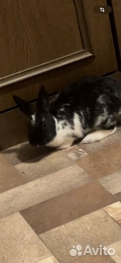 Декоративные кролики