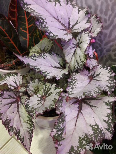 Комнатные растения Бегония Февраль