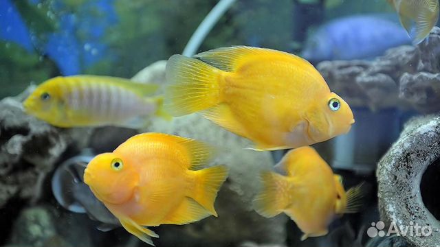 Цихлида Попуг�ай Желтый (Сichlid parrot yellow )