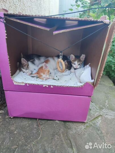 Котята в добрые руки