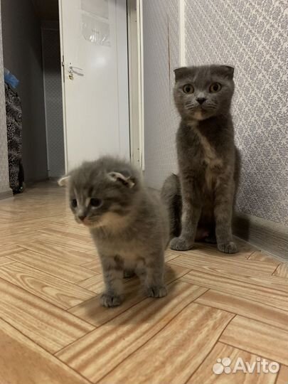 Котята отдам даром