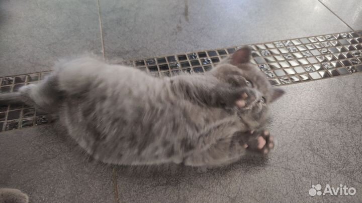 Британские котята