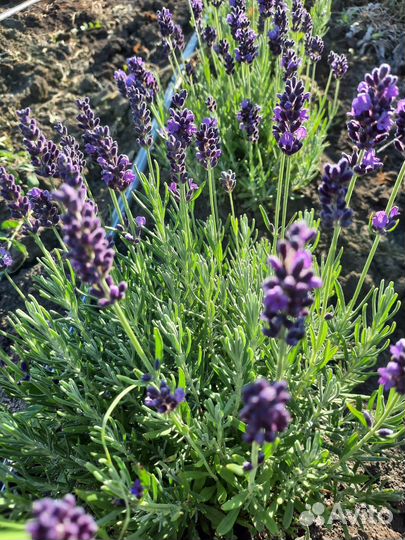 Лаванда саженцы окс
