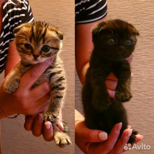 Шотландская