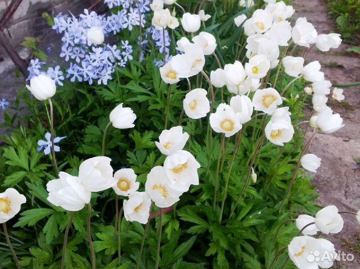 Многолетние цветочные растения для сада