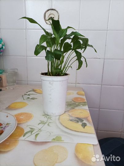 Спатифиллюм