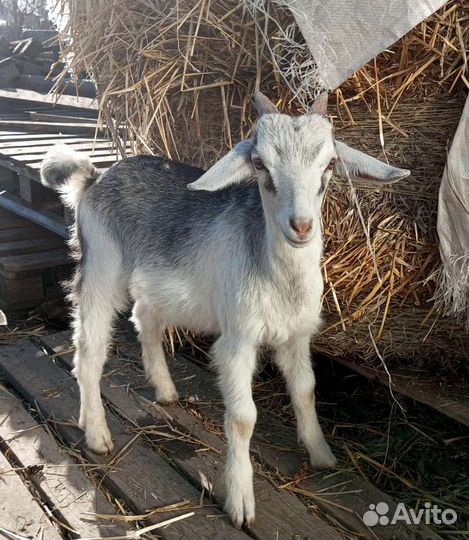 Англо-нубийские козлята