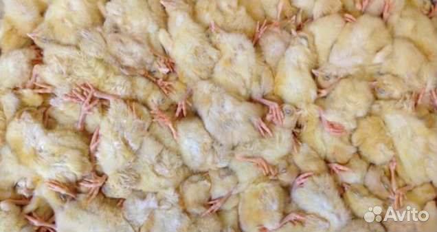 Цыплята суточные на корм