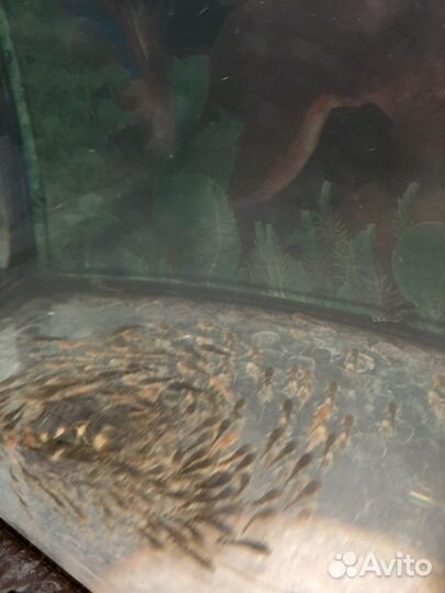 Присоски анциструсы