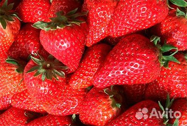 Саженцы клубники 