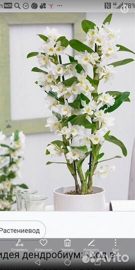 Орхидеи дендробиум и фаленопсис
