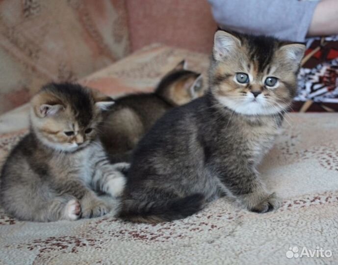 Девочки кому красоту