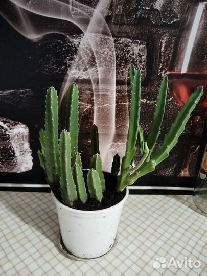 Кактус стапелия