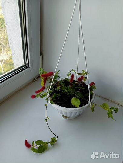 Красивый цветок вместе с кашпо и свежей землёй