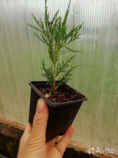 Можжевельник, саженцы