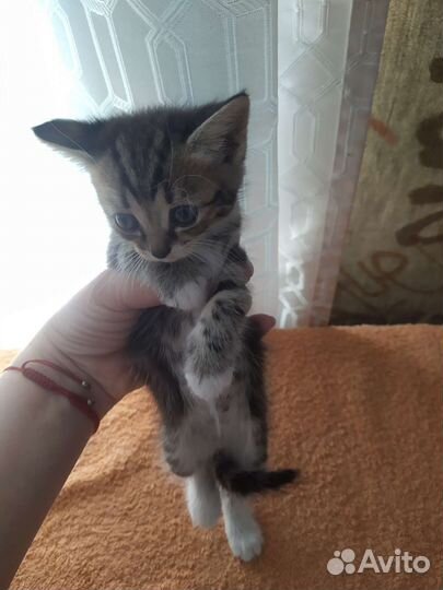 Кошка в дар бесплатно