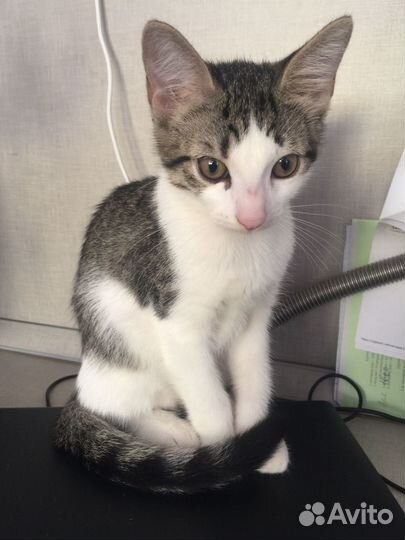 Котенок Лея ждет Семью